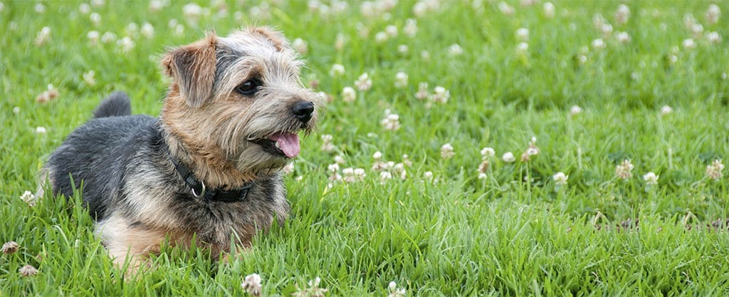 Cairn Terrier Lying in Field of Flowers