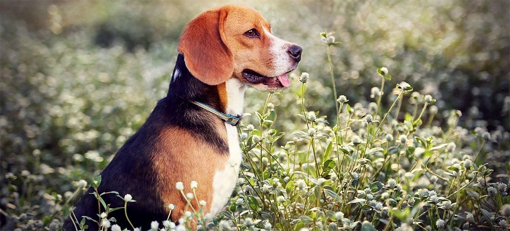 Beagle Sitting in a Field of Flowers