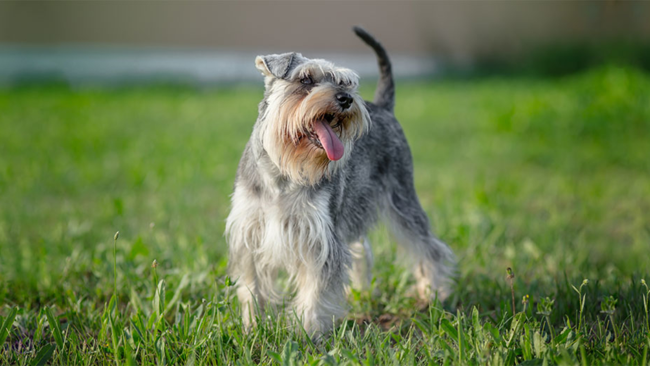 miniature schnauzer diabetes