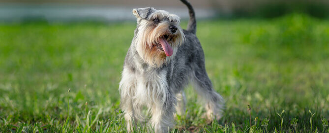 Miniature Schnauzer playing in the Grass
