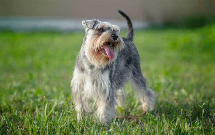 Miniature Schnauzer playing in the Grass