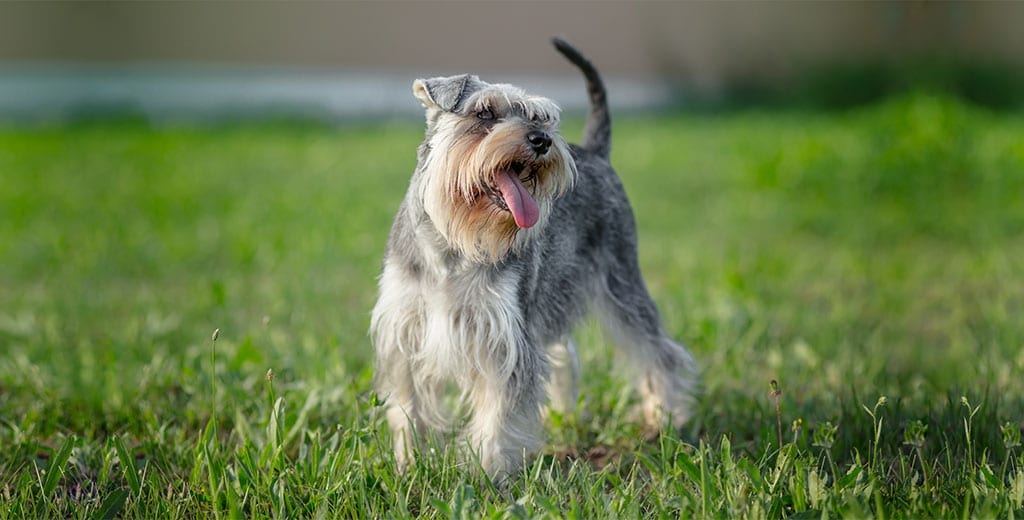 Miniature Schnauzer playing in the Grass