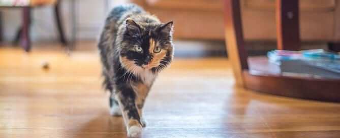 Tortishell Cat on the Prowl