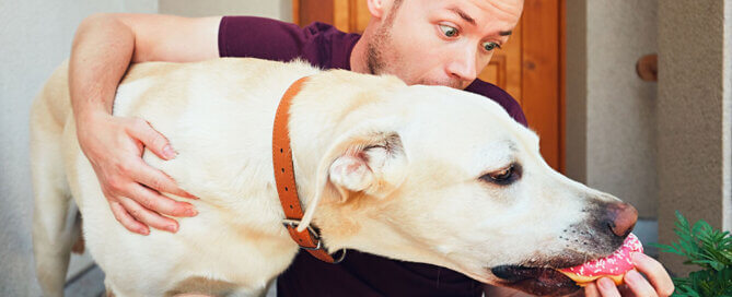 Dog stealing owners food