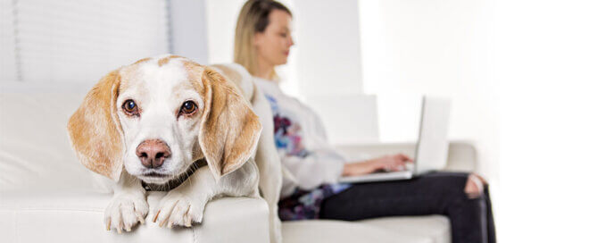 Dog with owner checking glucose curves
