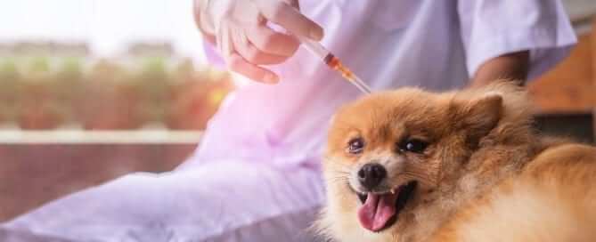 Dog about to get an insulin injection
