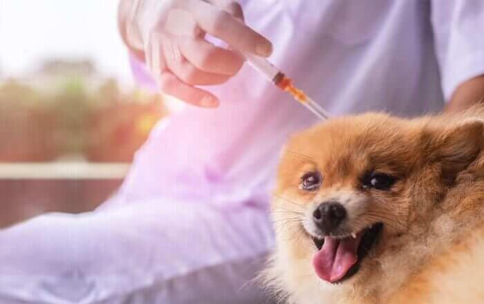 Dog about to get an insulin injection