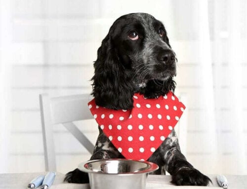 What Should I Feed My Diabetic Pet? | Ask Dr. Joi