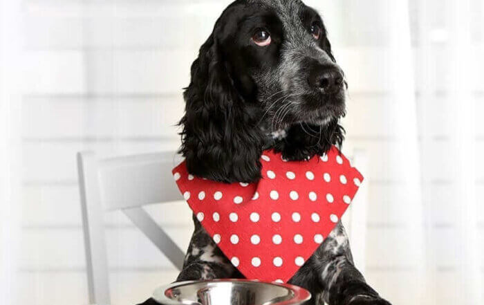 Hound Dog Waiting to be Fed