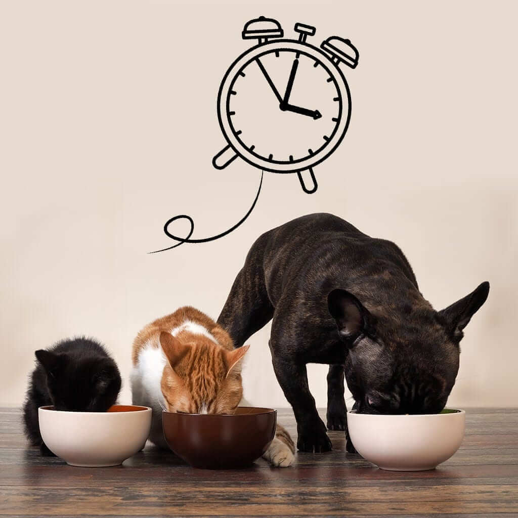 The timing of insulin injection with cats and dog