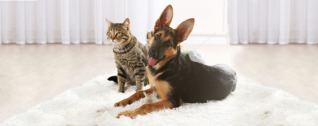 German Shepherd and Domestic Cat