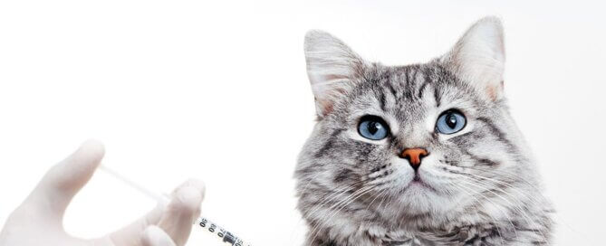 Cat Receiving a Shot