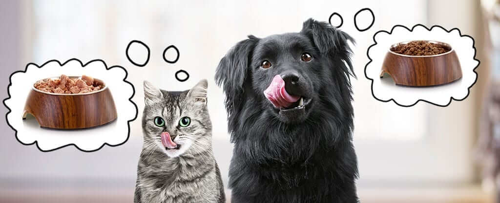 Cat and Dog Licking Lips