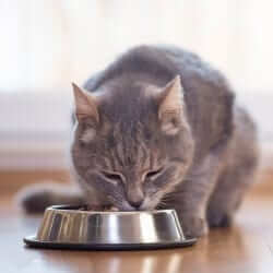Cat eating canned food