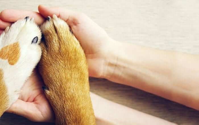 Person holding dog paws