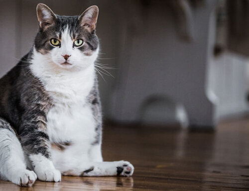 Can’t I Just Give My Pet a Prescribed Dose of Insulin and Be Done with It?