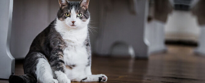 Diabetic dog and cat