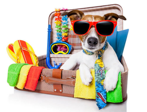 Tips from a Vet on How to Travel with a Pet