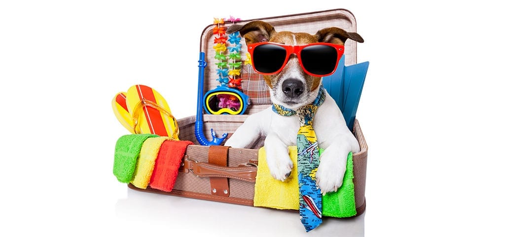 Dog getting ready for travel