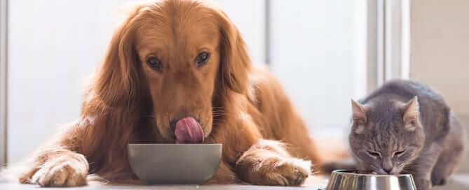 Golden Retriever and Domestic Short Hair Eating Food