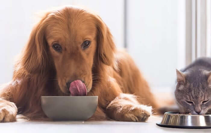 Golden Retriever and Domestic Short Hair Eating Food