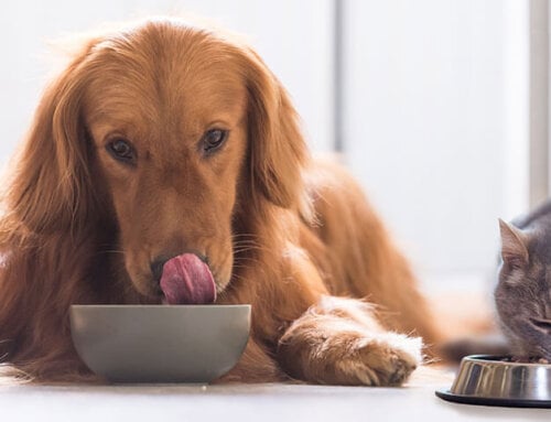 Pet Diabetes Diet Choices Can Greatly Affect Blood Glucose Levels