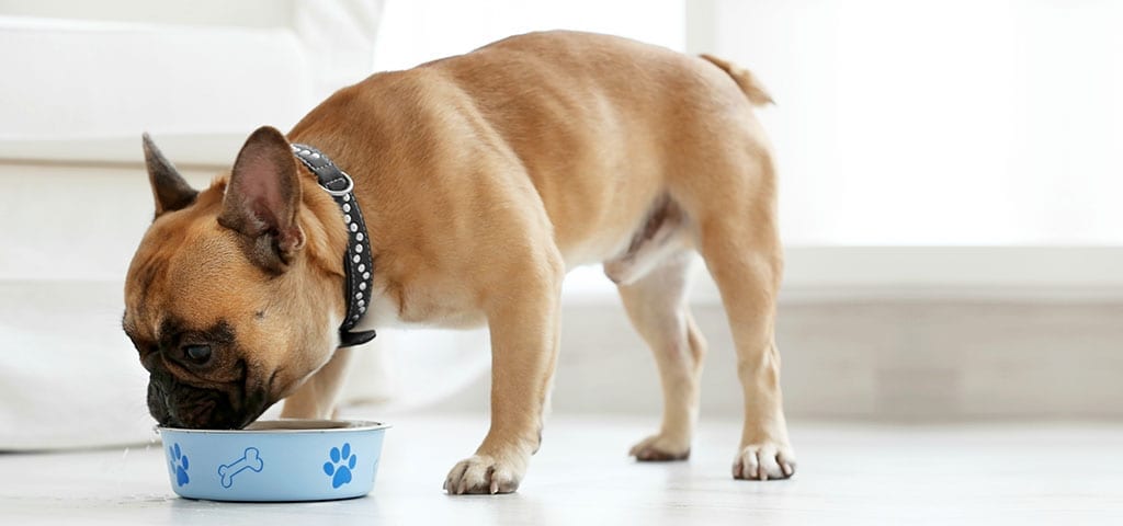 Pug Eating Food