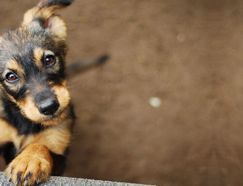 Best Ways to Combat Heat with a Diabetic Pet