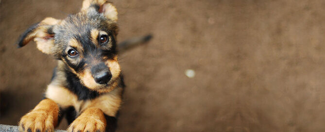 Terrier Dog with Water Bowl in Background