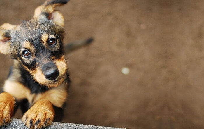 Terrier Dog with Water Bowl in Background