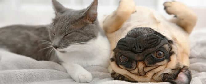 Grey Cat and Pug Next to Each Other