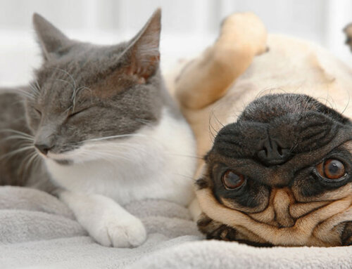 What the Heck Is the Somogyi Swing?