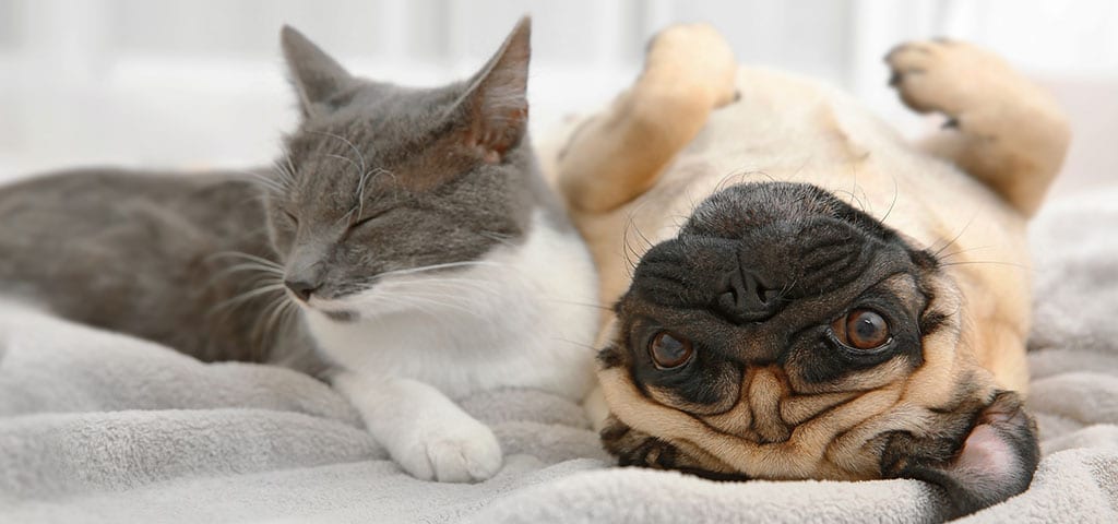 Grey Cat and Pug Next to Each Other