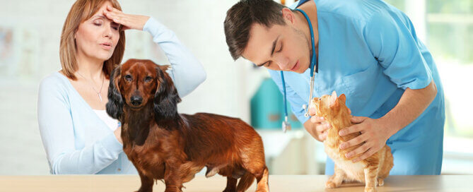 Communication with Your Veterinarian