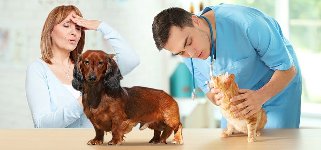 Communication with Your Veterinarian