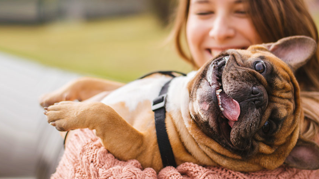 diabetes meds for dogs