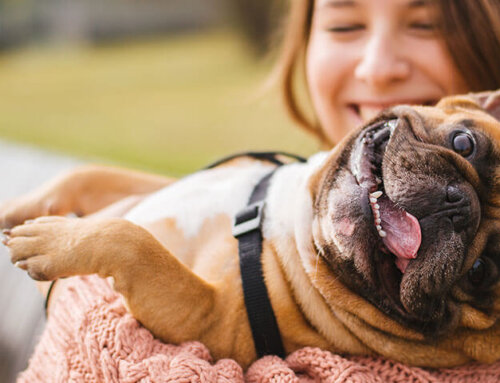 Pet Ear Meds That Won’t Affect Diabetes | Ask Dr. Joi