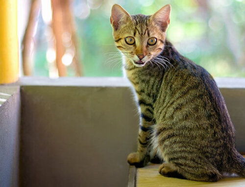 Education Is Key to Success with Pet Diabetes Management | Ask Dr. Joi